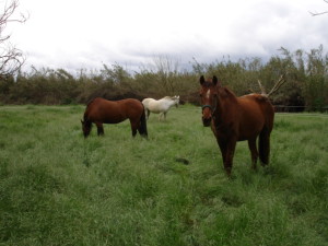 Our horses at Finca Azahar